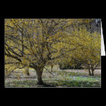 Cornelian Cherry Dogwoods Card