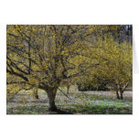 Cornelian Cherry Dogwoods Card