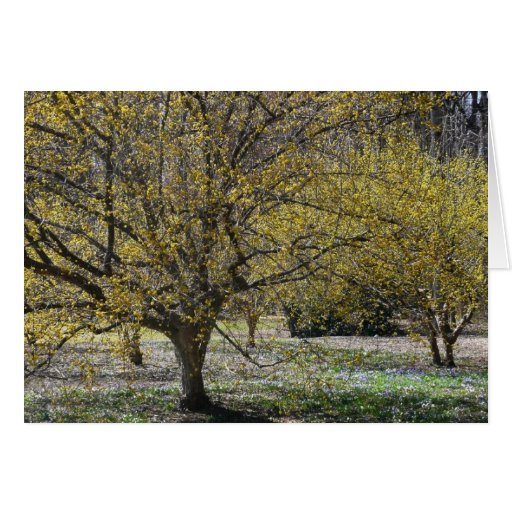 Cornelian Cherry Dogwoods Card