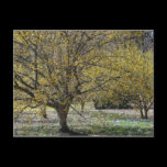 Cornelian Cherry Dogwoods Postcard