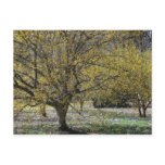 Cornelian Cherry Dogwoods Postcard