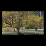 Cornelian Cherry Dogwoods Print