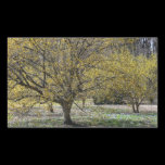 Cornelian Cherry Dogwoods Sticker