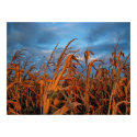 Cornfield posters by patrickrp Cornfield posters