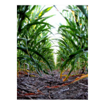 Cornfield posters