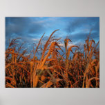 Cornfield posters