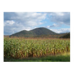 Cornfield with Mountain background