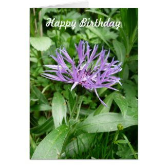 Purple Cornflower, Bachelor’s Button Personalized Greeting Card Template