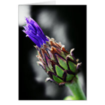 Cornflower card cards