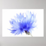Cornflower close up print