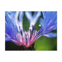 Cornflower floral art postcard postcards
