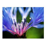 Cornflower floral art postcard