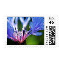 Cornflower floral postage stamps stamps