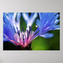 Cornflower floral print posters