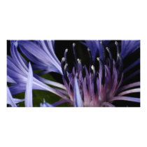 Cornflower Custom Photo Card