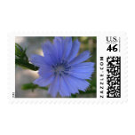 Cornflower Postage