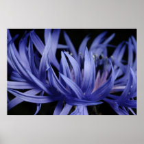 Cornflower Posters