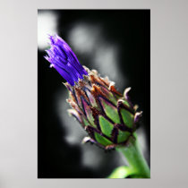 Cornflower Print posters