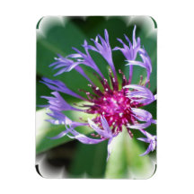Cornflowers Magnet