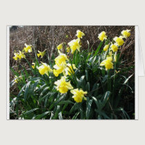 Cornish Daffodils (5867) cards