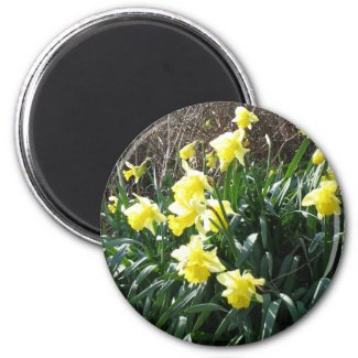 Cornish Daffodils (5867) magnet