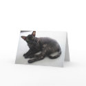 Cornish Rex cards