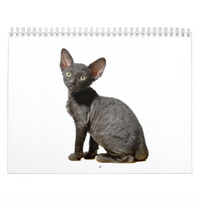 Cornish Rex Cat. Cornish Rex Kittens calendar