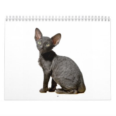 Cornish Rex Kittens calendar Cornish Rex Kittens calendar
