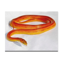 CornSnakeCorner Striped Cornsnake ... - Customized postcards by cornsnakecorner CornSnakeCorner Striped Cornsnake ... - Customized postcards