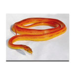 CornSnakeCorner Striped Cornsnake ... - Customized Postcard
