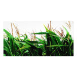 Corny Photo Card Template