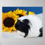 Coronet Guinea Pig Poster posters