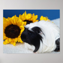 Coronet Guinea Pig Poster posters