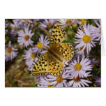 Coronis Fritillary on Aster Flowers at Grand Teton Card
