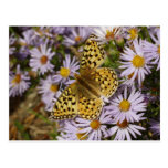 Coronis Fritillary on Aster Flowers at Grand Teton Postcard