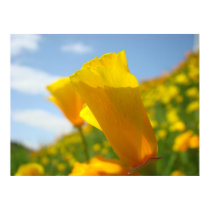 CORPORATE ART POPPIES Poppy Flowers 3 Art Prints