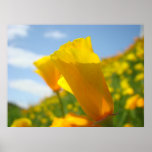 CORPORATE ART POPPIES Poppy Flowers 3 Art Prints