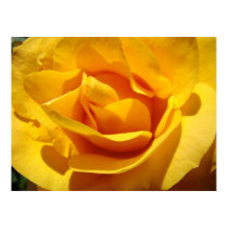 Corporate ART ROSES Orange Rose 1 Art Prints by Basleeartprintgifts Corporate ART ROSES Orange Rose 1 Art Prints