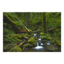 Corriente templada de la selva tropical en el río  impresion fotografica