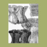 Corsets and More Corsets Postcard Corsets and More Corsets Postcard