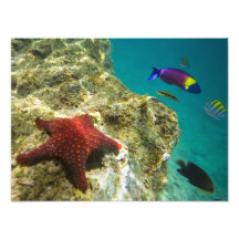 Cortez Rainbow Wrasse male and female and sea Photographic Print