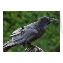 Corvus corax card