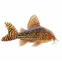 Corydoras Catfish Holiday Ornament photo sculptures by twopurringcats Corydoras Catfish Holiday Ornament photo sculptures