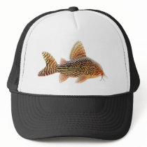 Corydoras Sterbai Catfish Hat