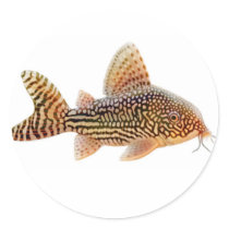 Corydoras Sterbai Catfish Sticker by twopurringcats Corydoras Sterbai Catfish Sticker