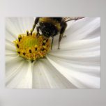 Cosmea (white) print