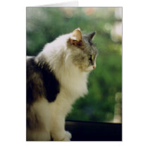 Cosmo in the window cards