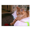 Cosmo Money Shot posters by Robinamybass Cosmo Money Shot posters