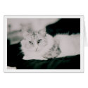 Cosmo the cat cards by christellewiggins Cosmo the cat cards