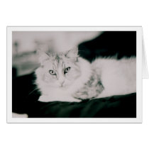 Cosmo the cat cards